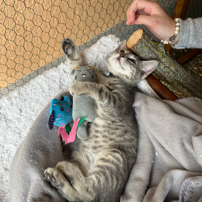 Timo